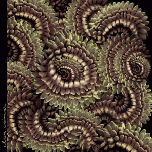 Clan Caimán-  Pica​-​Pau (woodpecker)［LP］